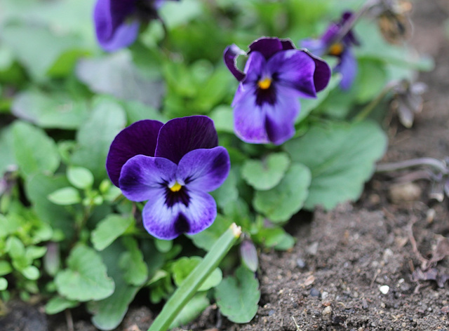 viola cornuta hybride