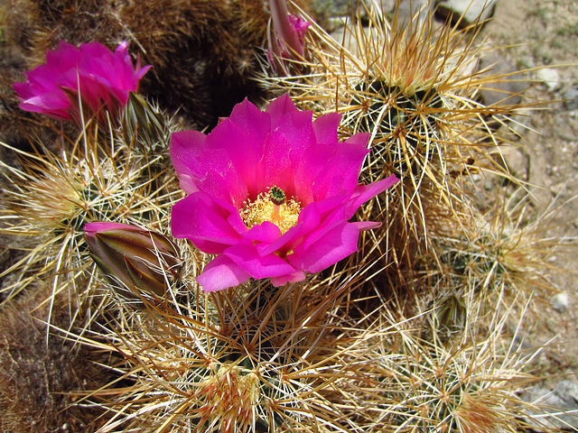 Cactus Flower (0130)