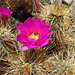 Cactus Flower (0130)