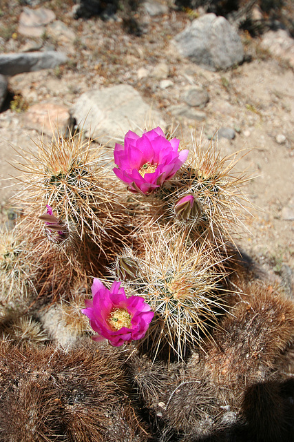 Cactus Flower (9987)