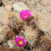 Cactus Flower (9987)