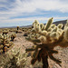 Cholla (9984)