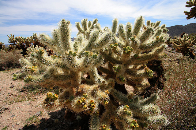 Cholla (9985)