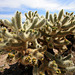 Cholla (9985)