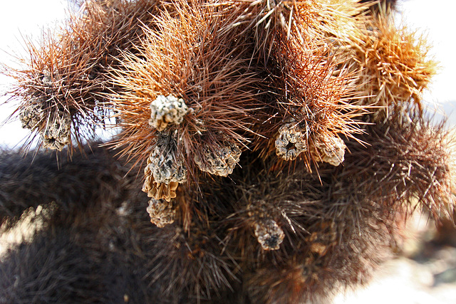 Cholla (9988)