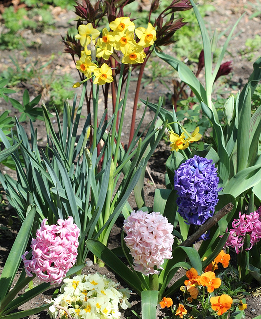 Narcisses et jacinthes-coin de plate bande