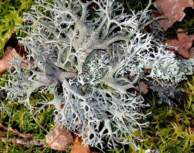 Evernia furfuracea