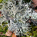 Evernia furfuracea