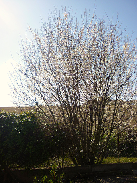 Prunier en fleurs