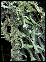 Evernia furfuracea - détail