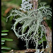 Usnea barbata