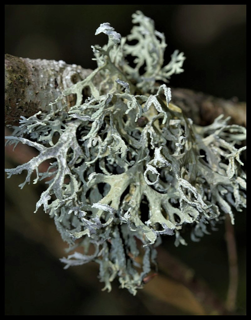 Evernia prunastri