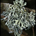 Evernia prunastri