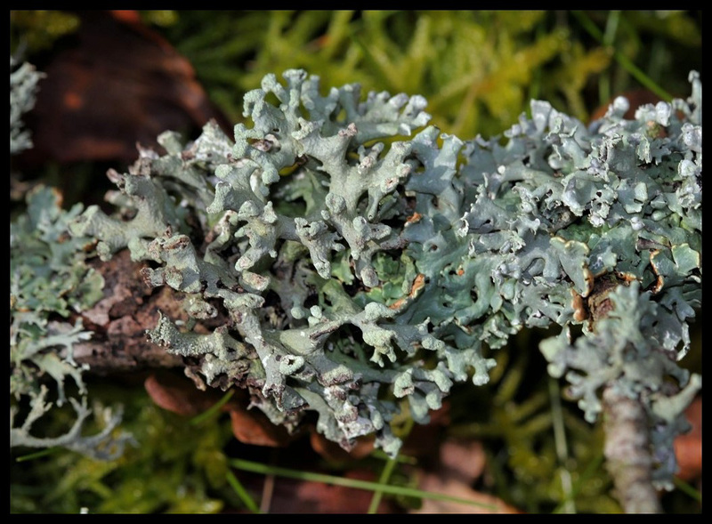 Hypogymnia