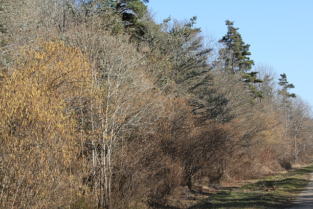 Les arbres en mars