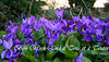 Violettes de Cliousclat 26