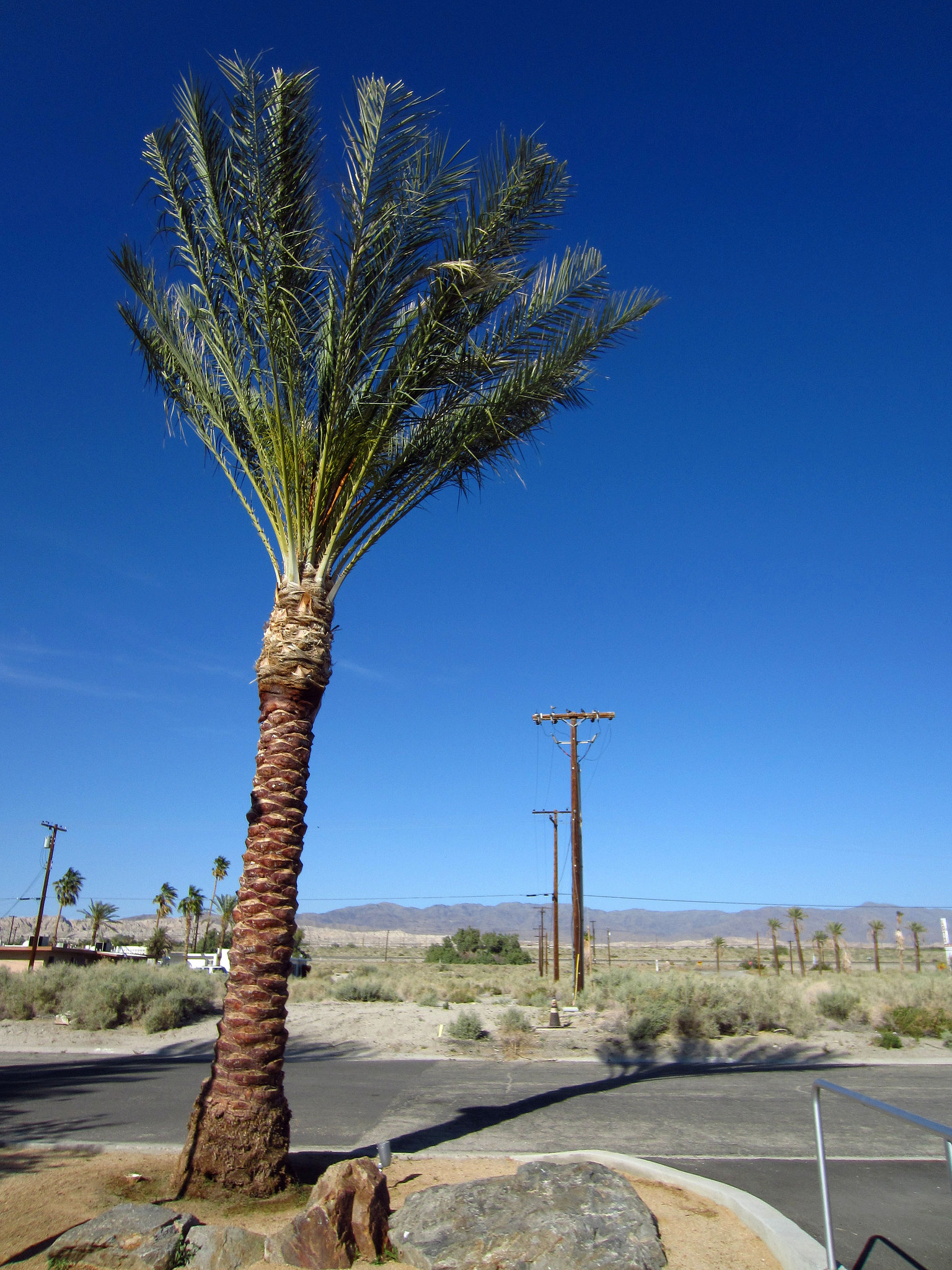 At The Salton Sea Museum (0151)