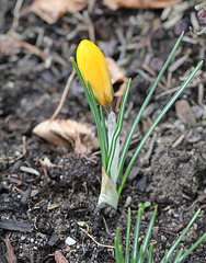 Crocus