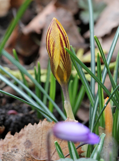 Crocus chrysanthus "gypsy girl "