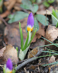 crocus sieberi tricolor