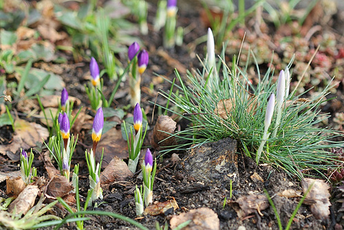 Crocus et fétuque