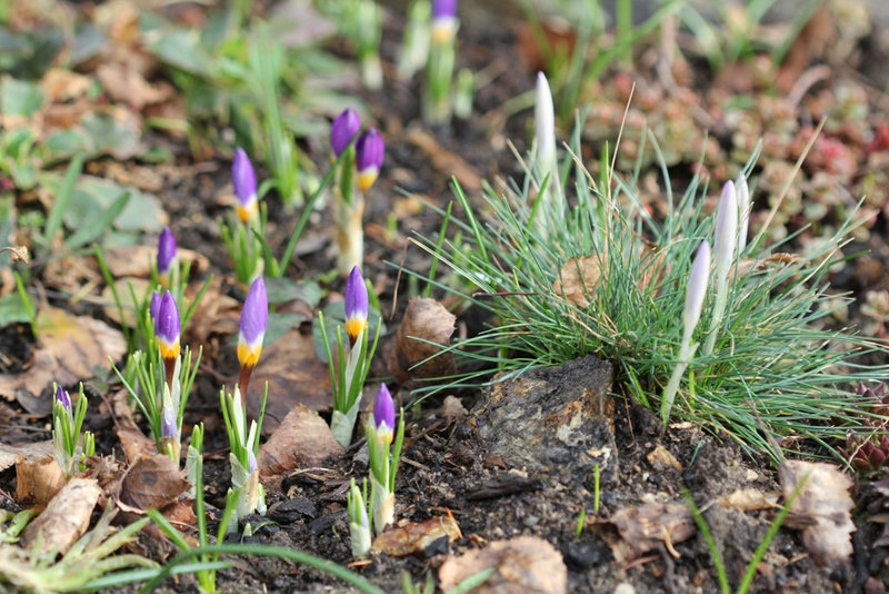Crocus et fétuque