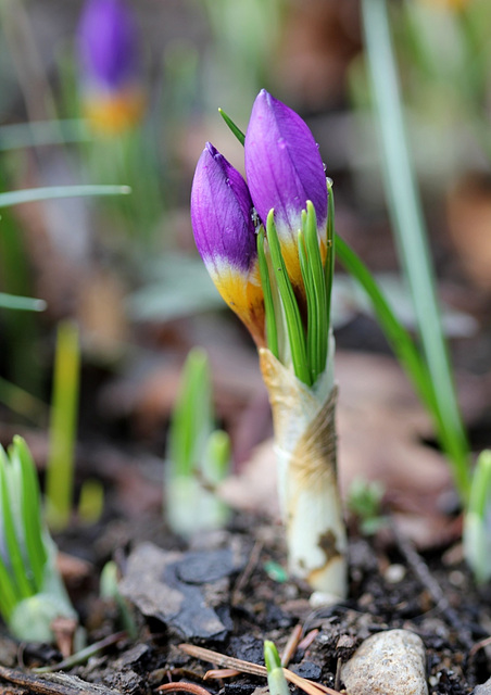 crocus sieberi tricolor