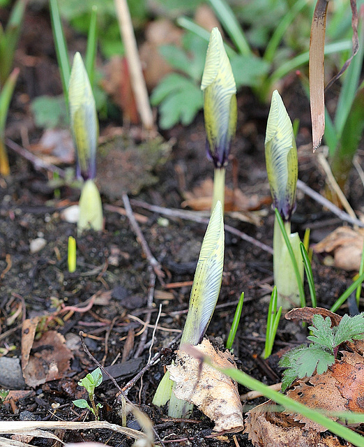 Iridodictyum en bouton