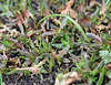 Delosperma congestum