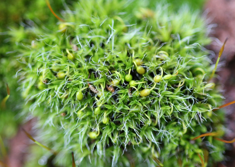 Mousse - Grimmia