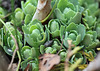 Sedum spectabilis "Brilliant"