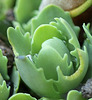 Sedum spectabilis "Brilliant"