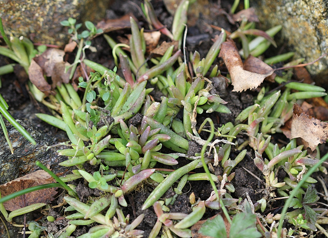 Delosperma dyeri red mountain