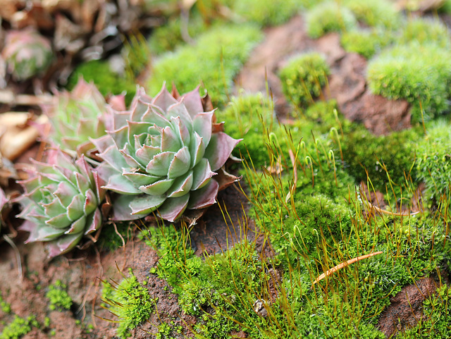 Sempervivum et roche moussue