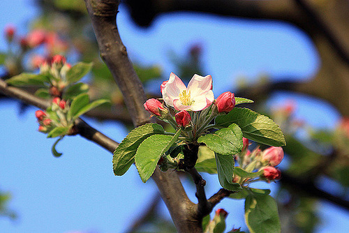 20110418 1128Aw [D~BI] Apfelblüte, Bielefeld