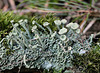 Cladonia fimbriata