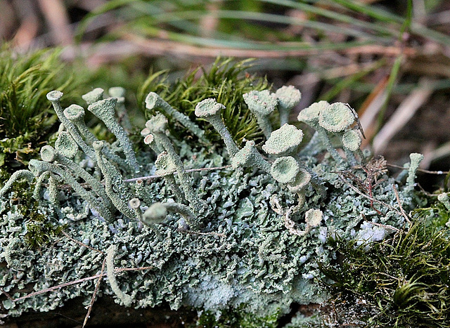 Cladonia fimbriata