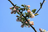 20110418 1127Aw [D~BI] Apfelblüte, Bielefeld