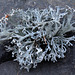 Evernia furfuracea