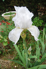 Iris