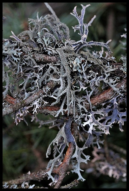 Evernia furfuracea (2)