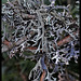 Evernia furfuracea (2)