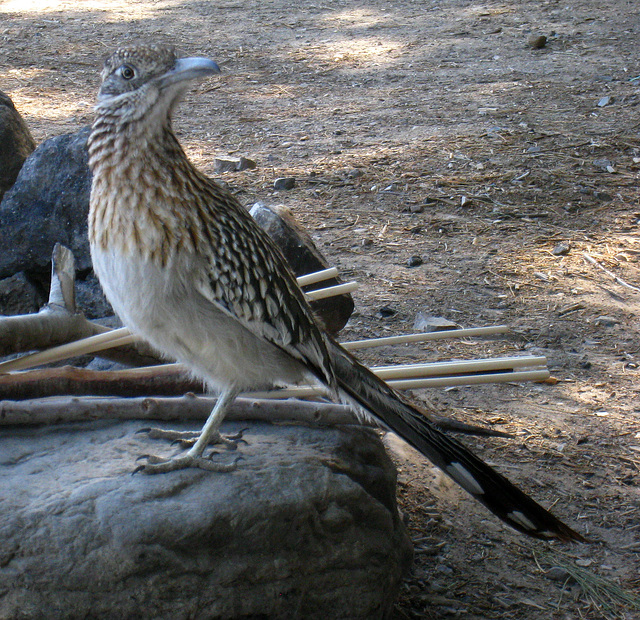 Roadrunner (6410)