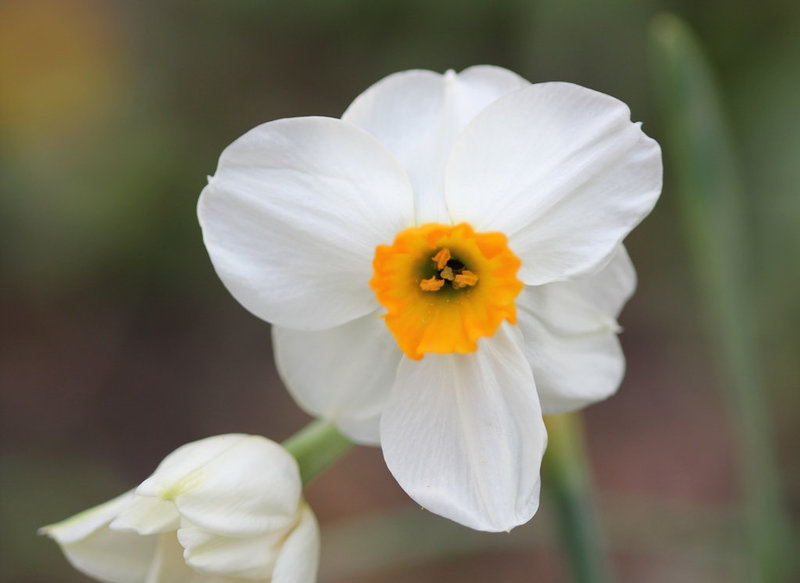 Narcisse odorant
