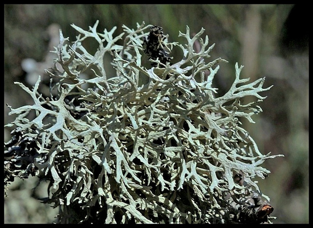 Lichen