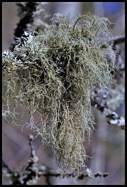 Usnea barbata