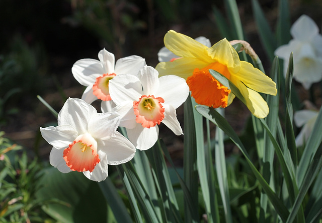 Narcisses hybrides