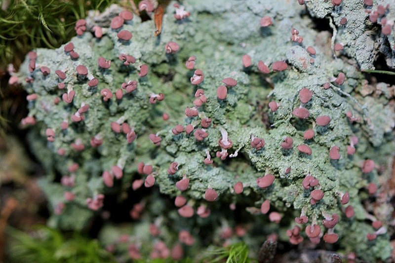 Baeomyces rufus