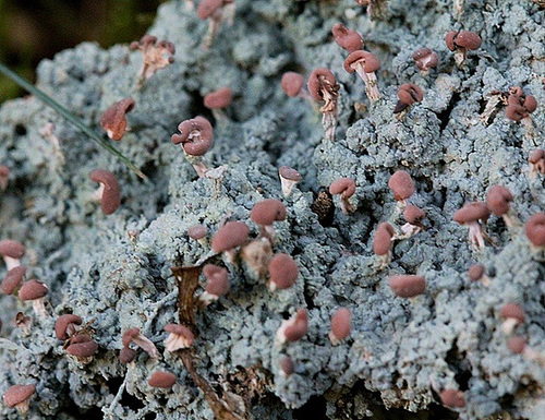 Baeomyces rufus (2)