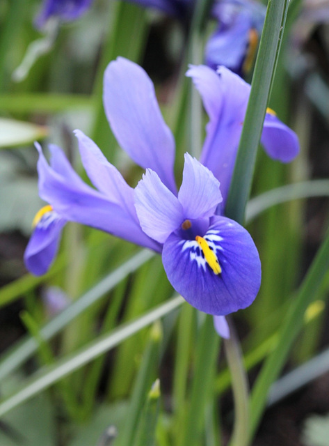 Iris reticulata (3)